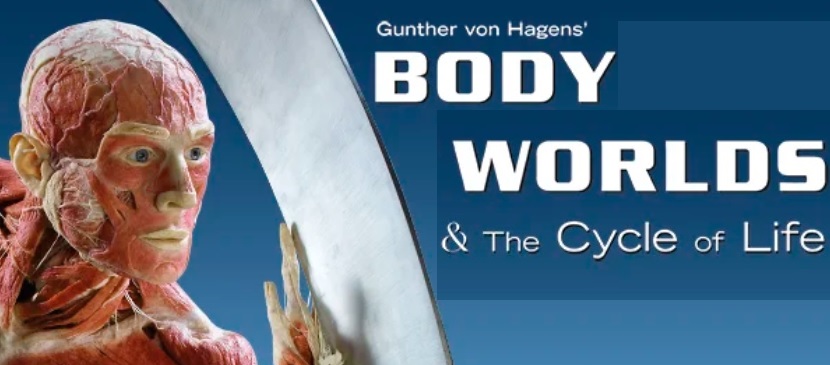 Body Worlds w Galerii Szyb Wilson