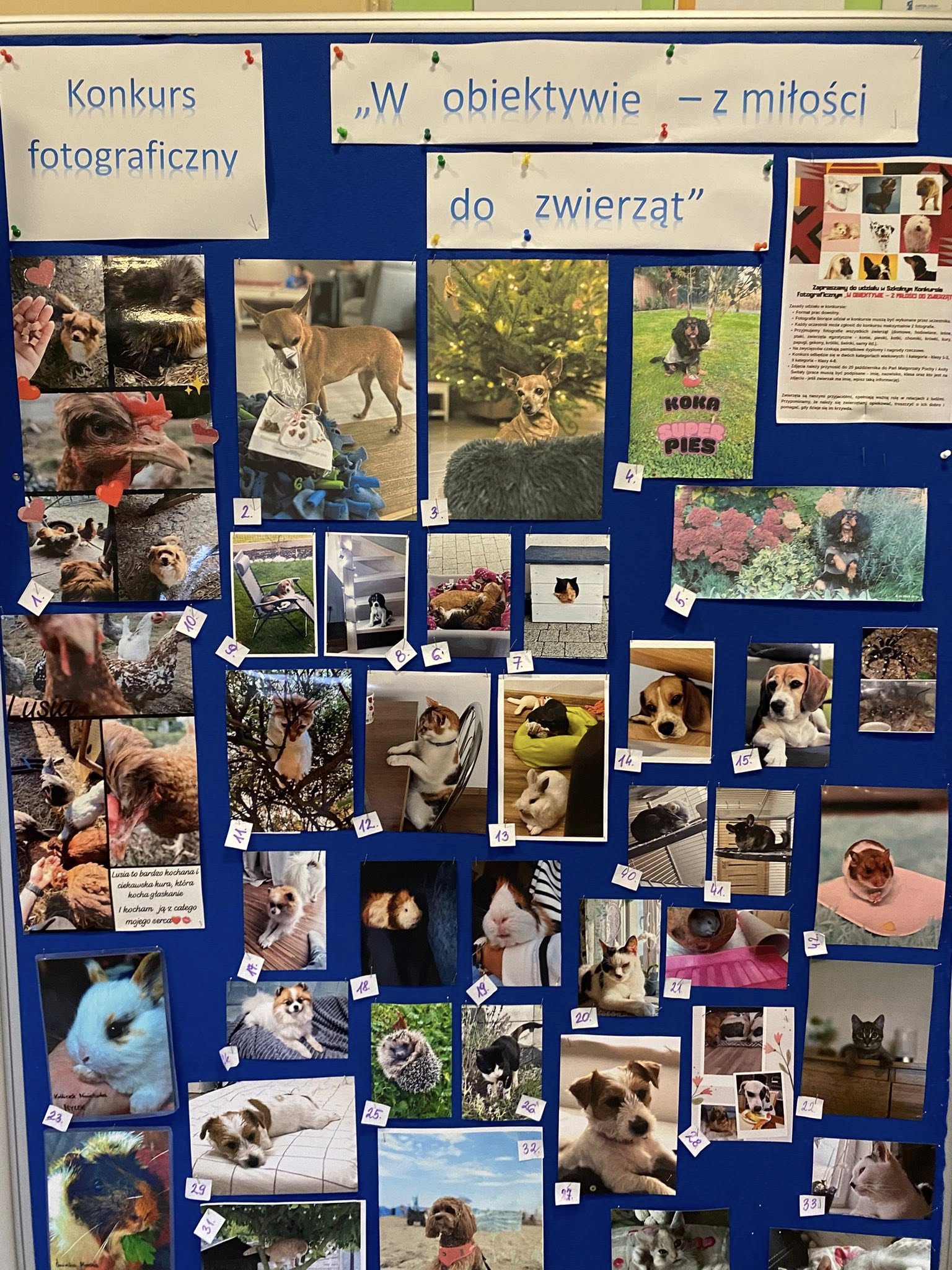 W obiektywie – z miłości do zwierząt